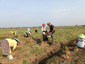 Korem 051/Wijayakarta Panen Bawang di Kecamatan Sukatani