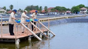 Presiden Prabowo Tinjau Tambak Ikan Nila Terbesar di Karawang