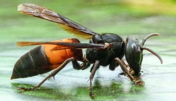 Bocah 5 Tahun di Bekasi Meninggal Dunia Disengat Tawon Endas