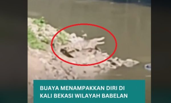 Buaya yang Dua Kali Muncul di Kali Bekasi Masih Diburu Petugas