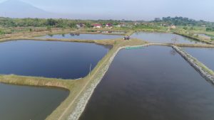 KKP-Pemprov Jabar Kerjasama Bangun Tambak Ikan di Bekasi